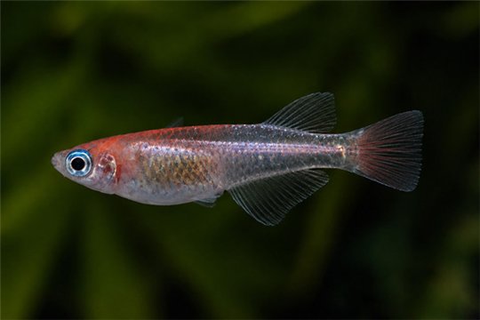 Oryzias latipes kohaku medaka 1,5-2 cm