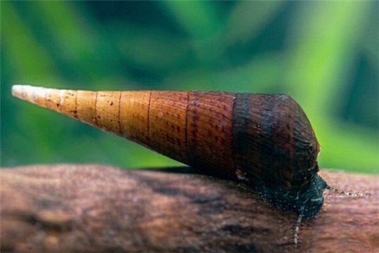Escargot Faunus afer 3-4 cm