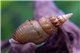 Escargot Thiara winteri 1-2 cm