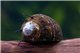 Escargot Thiara cancellata 1-2 cm