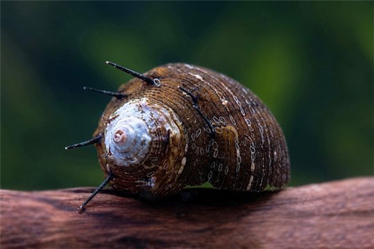 Escargot Thiara cancellata 1-2 cm