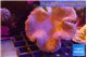 Sarcophyton long polyps 7-12 cm WYSIWYG acclimaté