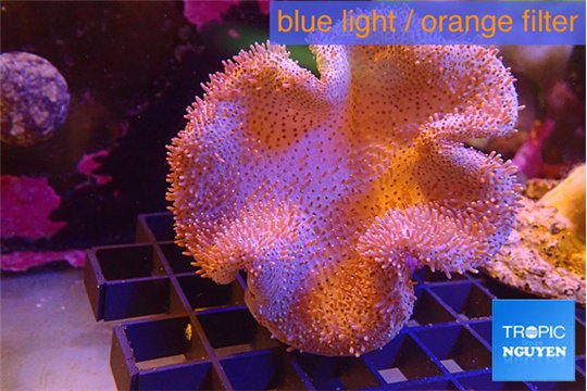 Sarcophyton long polyps 7-12 cm WYSIWYG acclimaté
