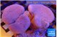 Sarcophyton multi body long white tips polyps 7-12 cm WYSIWYG acclimaté