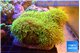 Pachyclavularia neon green 7-12 cm WYSIWYG acclimaté