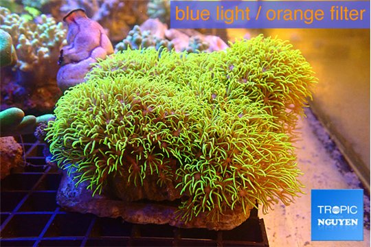 Pachyclavularia neon green 7-12 cm WYSIWYG acclimaté