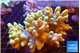 Sinularia golden small finger 7-12 cm WYSIWYG acclimaté