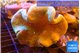 Sarcophyton long polyps 7-12 cm WYSIWYG acclimaté