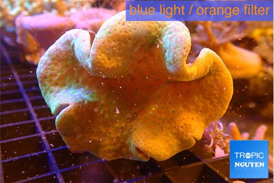 Sarcophyton long polyps 7-12 cm WYSIWYG acclimaté
