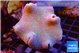 Sarcophyton long polyps 7-12 cm WYSIWYG acclimaté