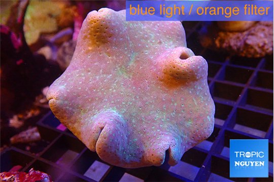 Sarcophyton long polyps 7-12 cm WYSIWYG acclimaté
