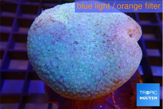 Sarcophyton long polyps 5-8 cm WYSIWYG acclimaté