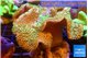 Sarcophyton greeny long polyps 7-12 cm WYSIWYG acclimaté