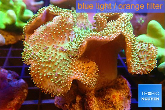 Sarcophyton greeny long polyps 7-12 cm WYSIWYG acclimaté
