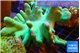 Lobophytum green body 8-12 cm WYSIWYG acclimaté