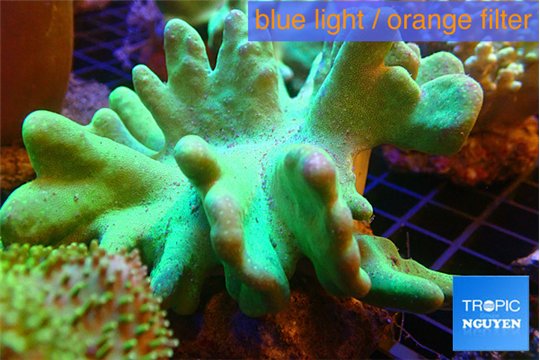 Lobophytum green body 8-12 cm WYSIWYG acclimaté