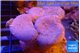 Sarcophyton multi body long white tips polyps 7-12 cm WYSIWYG acclimaté