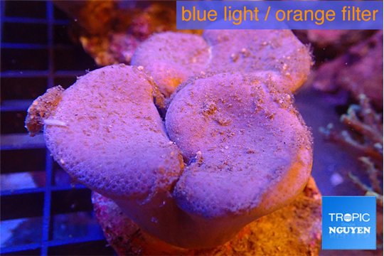 Sarcophyton multi body long white tips polyps 7-12 cm WYSIWYG acclimaté