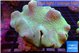 Sarcophyton greeny long polyps 7-12 cm WYSIWYG acclimaté