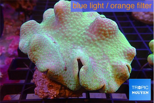Sarcophyton greeny long polyps 7-12 cm WYSIWYG acclimaté