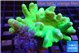 Lobophytum green body 8-12 cm WYSIWYG acclimaté