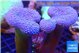 Sarcophyton multi body long white tips polyps 7-12 cm WYSIWYG acclimaté
