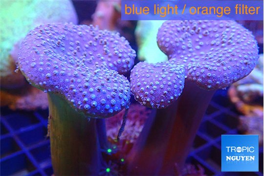 Sarcophyton multi body long white tips polyps 7-12 cm WYSIWYG acclimaté