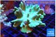 Lobophytum green body 8-12 cm WYSIWYG acclimaté