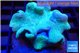 Sarcophyton long polyps 7-12 cm WYSIWYG acclimaté