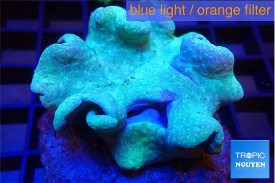 Sarcophyton long polyps 7-12 cm WYSIWYG acclimaté