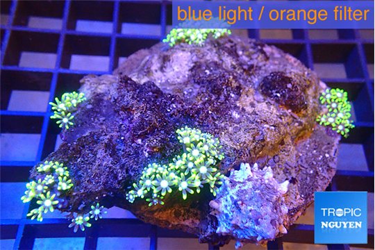 Brierium green 3-5 cm WYSIWYG acclimaté