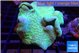 Sarcophyton greeny body 7-12 cm WYSIWYG acclimaté