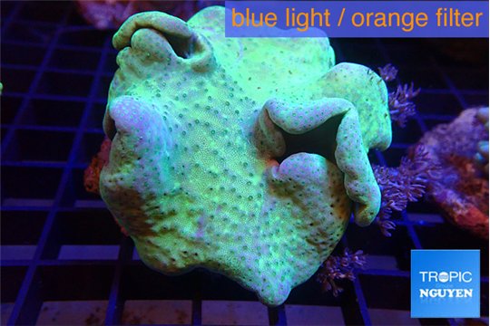 Sarcophyton greeny body 7-12 cm WYSIWYG acclimaté