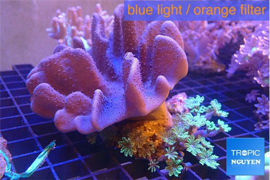 Lobophytum & clavularia papaya lemon laser 9-15 cm WYSIWYG acclimaté