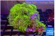 Pachyclavularia neon green 7-12 cm WYSIWYG acclimaté