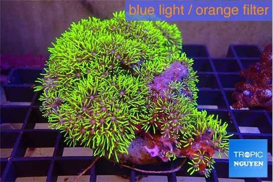 Pachyclavularia neon green 7-12 cm WYSIWYG acclimaté