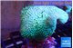 Sarcophyton greeny body 5-9 cm WYSIWYG acclimaté