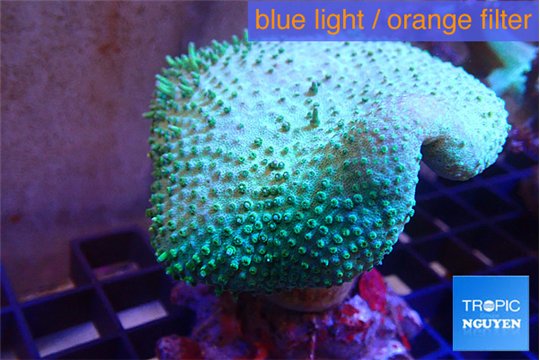 Sarcophyton greeny body 5-9 cm WYSIWYG acclimaté