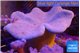 Sarcophyton long polyps 7-12 cm WYSIWYG acclimaté
