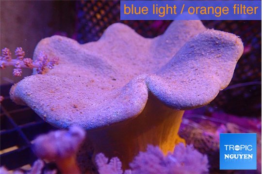 Sarcophyton long polyps 7-12 cm WYSIWYG acclimaté