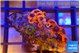 Zoanthus purple monsters & bam bam 3-4 cm WYSIWYG acclimaté