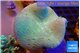 Sarcophyton long polyps 7-12 cm WYSIWYG acclimaté