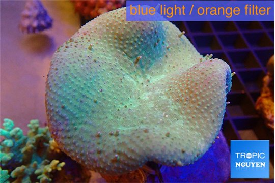 Sarcophyton long polyps 7-12 cm WYSIWYG acclimaté