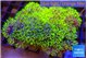 Pachyclavularia neon green 7-12 cm WYSIWYG acclimaté