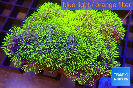 Pachyclavularia neon green 7-12 cm WYSIWYG acclimaté