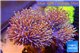 Sarcophyton multi body long white tips polyps 7-12 cm WYSIWYG acclimaté