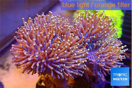 Sarcophyton multi body long white tips polyps 7-12 cm WYSIWYG acclimaté