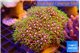 Pachyclavularia neon green 7-12 cm WYSIWYG acclimaté