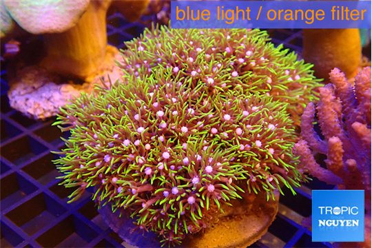 Pachyclavularia neon green 7-12 cm WYSIWYG acclimaté