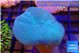 Sarcophyton long polyps 5-8 cm WYSIWYG acclimaté